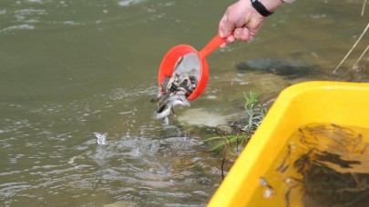 Ordu'da 50 bin kırmızı benekli alabalık yavrusu ırmakla buluşturuldu