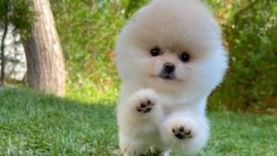 PomeranianBoo Köpeği Hakkında