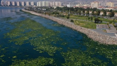 Kirlilikten beslenen deniz marulu,  İzmir Körfezi'nde yayılıyor