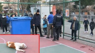 Bir pitbull saldırısı da İstanbul'dan: Muhammed Can Değirmenci ile Samet Eren Özger hastanelik oldu