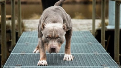 Denizli’de pitbull cinsi köpeğin saldırdığı 13 yaşındaki çocuk yaralandı