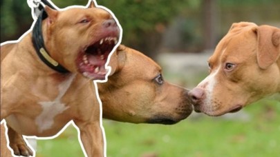 İçişleri duyurdu! 1 yılda 1964 kişiye tehlikeli köpek dolaştırma cezası