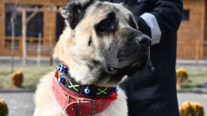 Kangal çiftliğinin gözdesi 'Cesur'un yavruları için sıraya girdiler