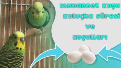 Muhabbet Kuşu Kuluçka Süresi ve Koşulları