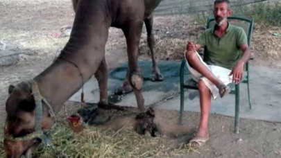 Deveyi sevmek için ahıra girmişti: Zafer Meral ölü bulundu