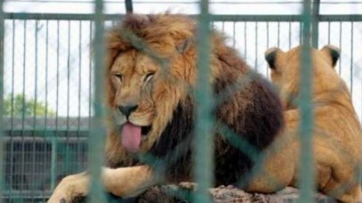 Kafesinden kaçan aslan bakıcısını öldürdü