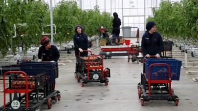 Sivas'ta jeotermal serada yetiştirilen domatesler Avrupa'ya satılıyor