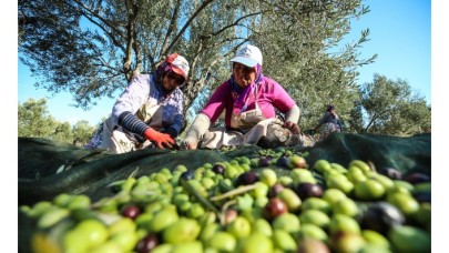 Terk edilen maden alanlarına 22 bin zeytin ağacı dikildi