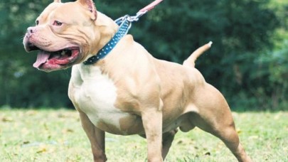 Yasaklı köpek ırklarının kayıt altına alınması için yarın son gün