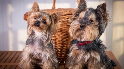 Yorkshire Terrier Fiyat 2022