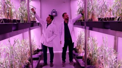 Bir yıl içerisinde 5 hasat! 'İklim Odaları' ile buğdayın ıslah süresi 5 yıla düşecek