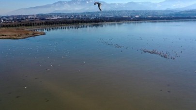 Flamingolar İzmit Körfezi'ne renk katıyor