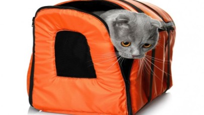 Kedi Taşıma Çantası Nasıl Kullanılır?