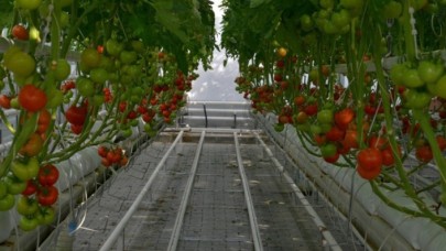 Kırşehir'de topraksız tarımda alternatif ürün projeleri yürütülüyor