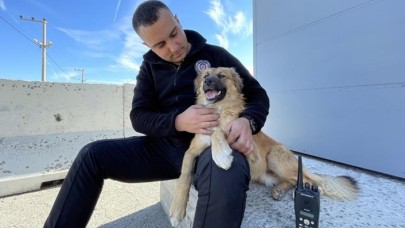 Polislerin yaralı bulduğu köpek,  uygulama noktasının 'Şeker'i oldu