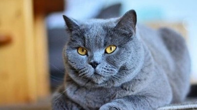 ​​​​​​​Dünya Kedi Kayıtları Federasyonundan Rus kedilere yasak!