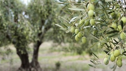 Zeytinliklerde madenciliğe izin çıktı