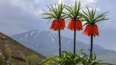 'Ağlayan gelin' Van'da doğayı renklendirdi