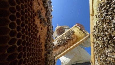 Akademik destek Bingöl balının üretim miktarını ve kalitesini artırdı