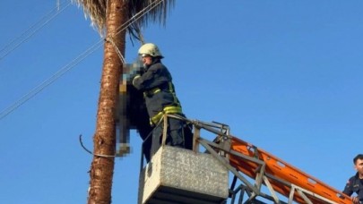 Alanya'da ağaç budarken kalp krizi geçiren Ercan Özege öldü