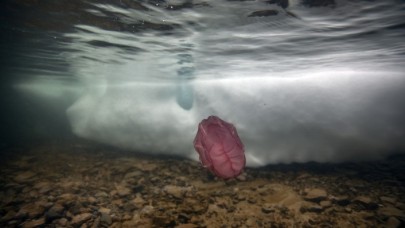 Anadolu Ajansı "Beroe cucumis" canlısını ilk kez görüntüledi