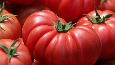 Antalya'da sebze hasadında hareketlilik sürüyor