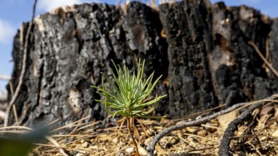 Antalya'da yanan ormanlar,  küllerinden doğuyor