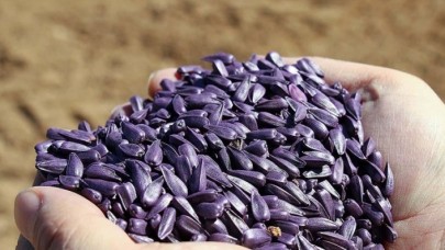 Ayçiçeği ekim alanı hibe destekli tohumla 4 kat büyüdü