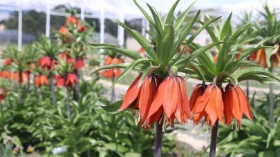 Baharın müjdecisi 'ağlayan gelin'in bir türü daha tescil yolunda