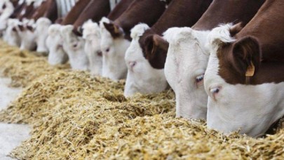 Bakanlık onay verdi: Genetiği değiştirilmiş iki ürün hayvan yemlerinde kullanılacak!
