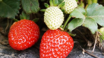 Batman'nın tescilli Sason çileğinde bu yıl hedef 5 bin ton