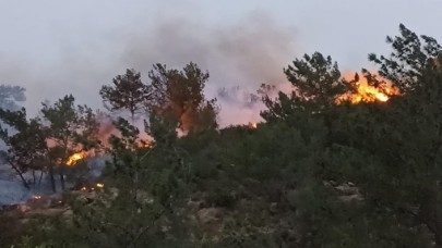 Bodrum'da ormanlık ve makilik alanda yangın çıktı