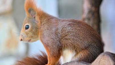 Bolu'da yolcu otobüsünde 63 sincap yavrusu ele geçirildi