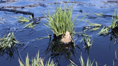 Edirne'de çevre felaketi! Havuzdan sızan asfalt tarım alanına yayıldı