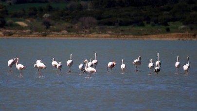 Gelibolu Yarımadası'na göçmen flamingolar bu yıl da geldi