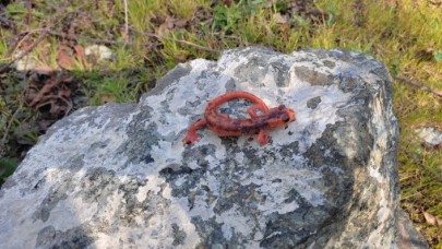 Göcek Semenderi kaçakçısına 600 bin lira ceza