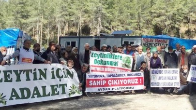İnanılır gibi değil: YK Enerji,  İkizköy'de izni olmadan kestiği zeytin ağaçlarını koruyan köylüleri suçladı! İfade verdiler