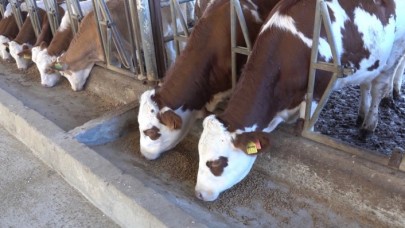 Kırmızı et piyasası için yeni düzenleme Resmi Gazete'de