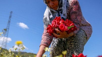 Kooperatifleşen kadınlar Hollanda'ya lale gönderiyor