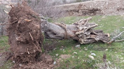 Milas İkizköy'de maden ocağı için sökülen asırlık zeytin ağaçlarıyla ilgili yeni gelişme