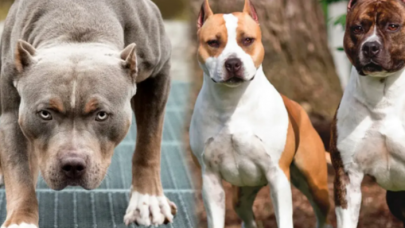 Olası bir köpek saldırısında ne yapmalısınız?