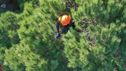 Orman Genel Müdürlüğü 5 bin geçici işçi alacak