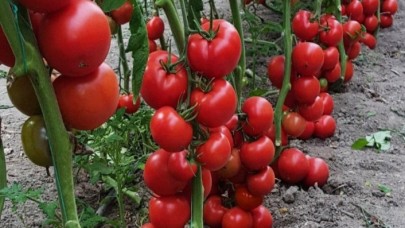 Savaş İsveç’te gıda fiyatlarını vurdu: 1 kilo domates bakın ne kadar !