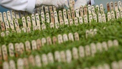 Tarımda üreticiye yerli tohum desteği sürüyor