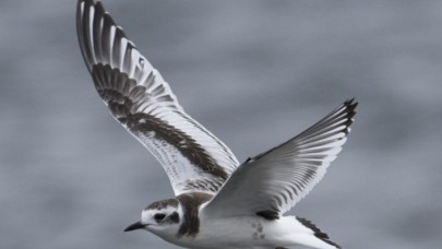 Yaşam alanı çöl olan kuşlar Türkiye’de görülebiliyor