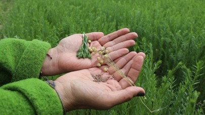 Yerli tohumla kuraklığa dayanıklı keten üretimi