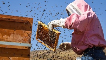 Böyle hırsızlık görülmedi: Üstün arıların genlerini çaldılar