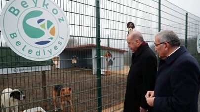 Erdoğan İBB' ye sokak hayvanları barınaklarında Beykoz belediyesini örnek gösterdi