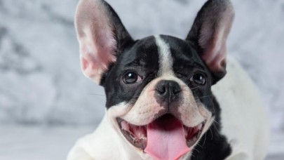 French Bulldog Köpeklerde Eğitim ve Bakım