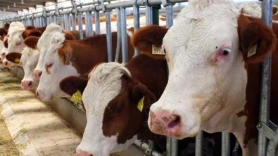 Kurbanlık fiyatları açıklandı: El yakacak!